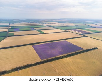 Aerial View Of Lavender Field At Summer Day