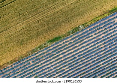 Aerial View Of Lavender And Wheat Field. Top View