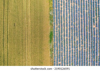 Aerial View Of Lavender And Wheat Field. Top View