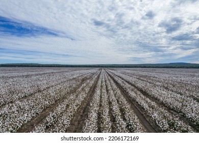 Aerial View Of Lines Of Cotton Fields