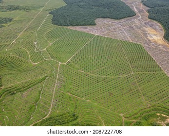 583 Oil palm replanting Images, Stock Photos & Vectors | Shutterstock