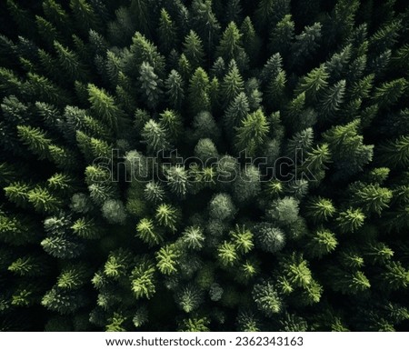Aerial view: lush evergreen forest, dominant black and green colors. Diverse coniferous trees, central vibrant bush. Scattered distant plants, clear blue sky, serene natural beauty.