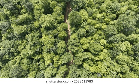 Aerial view of a lush green forest with a narrow pathway cutting through the dense trees. - Powered by Shutterstock