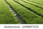 Aerial view of lush green rice paddies with waterlogged soil, showcasing rows of vibrant rice plants growing in a structured pattern.