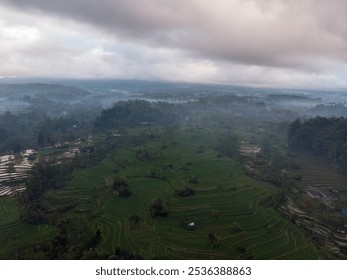 Aerial view of lush green rice terraces under a cloudy sky. - Powered by Shutterstock