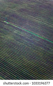 Aerial View Of Lush Green Vineyard Fields In Napa Valley, California