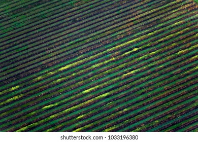 Aerial View Of Lush Green Vineyard Fields In Napa Valley, California