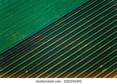 Aerial View Of Lush Green Vineyard Fields In Napa Valley, California