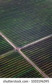 Aerial View Of Lush Green Vineyard Fields In Napa Valley, California