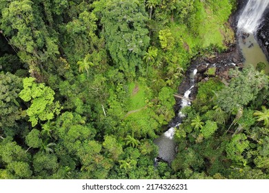 Aerial View Of Lush Rainforest In Australia With Waterfall In View. 