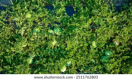 Aerial View of Lush Watermelon Patch in Rural Farm