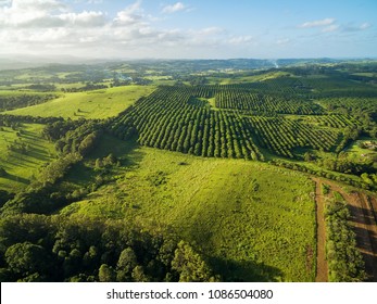 Aerial View Of Macadamia Farm In Australian Countryside