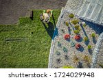 Aerial View Of Male Gardener Laying Rolls Of Sod In Large Area Of Residential Backyard.