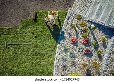 Aerial View Of Male Gardener Laying Rolls Of Sod In Large Area Of Residential Backyard.