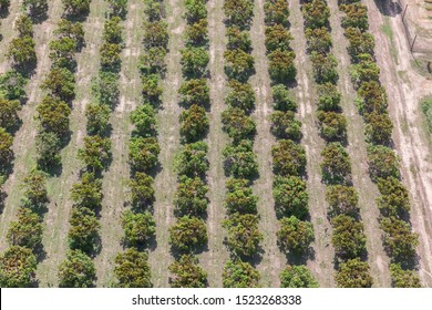 Aerial View Of Mango Orchard, Darwin, Northern Territory, Australia