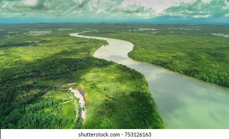 Aerial View Mangrove Forest Area