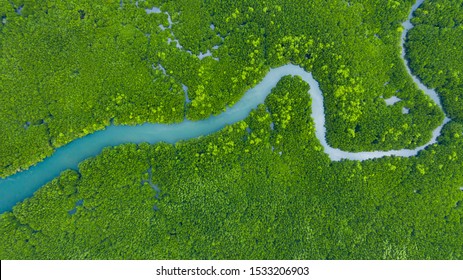 Aerial view mangrove jungles in Thailand, River in tropical mangrove green tree forest view from above, trees, river. Mangrove landscape, Ecosystem and healthy environment concept and background, Asia - Shutterstock ID 1533206903
