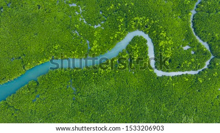 Aerial view mangrove jungles in Thailand, River in tropical mangrove green tree forest view from above, trees, river. Mangrove landscape, Ecosystem and healthy environment concept and background, Asia