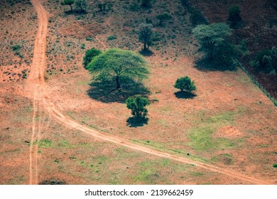 Aerial View Of A Massive Whistling Thorn Acacia Shading The Sere Land Below, Maasai Tribal Area, Greater Rift Valley, Kenya