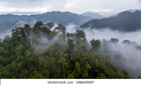 Aerial view of mist, cloud and fog hanging over a lush tropical rainforest after a storm - Shutterstock ID 1086630587