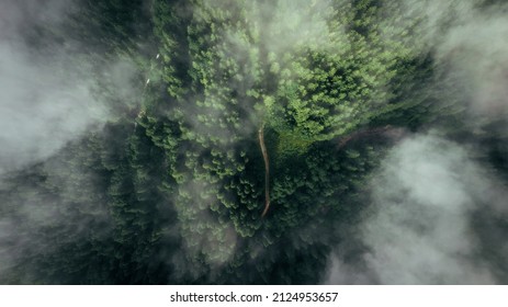 Aerial view of misty forest. Top view of dirt road running through pristine spruce forest in foggy morning. Green nature background of fir-tree tops - Shutterstock ID 2124953657
