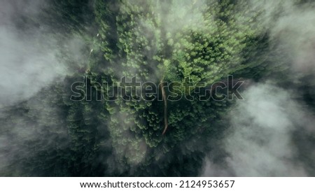 Aerial view of misty forest. Top view of dirt road running through pristine spruce forest in foggy morning. Green nature background of fir-tree tops