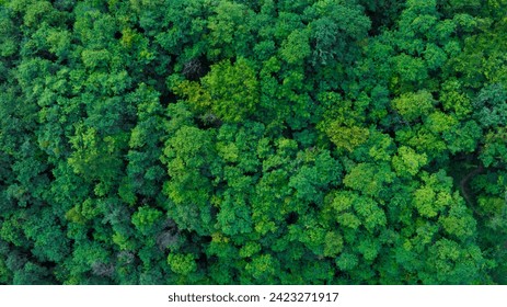 aerial view of mixed forest, green deciduous trees The rich natural ecosystem of the rainforest concept is about conservation and natural reforestation. - Powered by Shutterstock