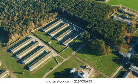 Aerial View Modern Chicken Farm, Barns, Sheds. Bird's-eye View In Sunny Rural Landscape .Aerial View Modern Chicken Farm, Barns, Sheds. Bird's-eye View In Sunny Rural Landscape .