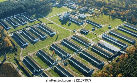 Aerial View Modern Chicken Farm, Barns, Sheds. Bird's-eye View In Sunny Rural Landscape 4K.