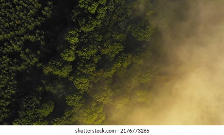 Aerial view of morning forest with mystic fog