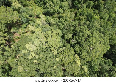 Aerial View of Multiple Tree Canopys 