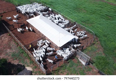 Aerial View Of Nelore Cattle In The Corral