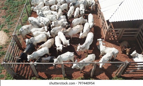 Aerial View Of Nelore Cattle In The Corral