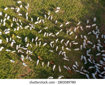 Aerial View Of Nelore Cattle On Pasture In Brazil