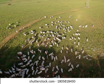 Aerial View Of Nelore Cattle On Pasture In Brazil