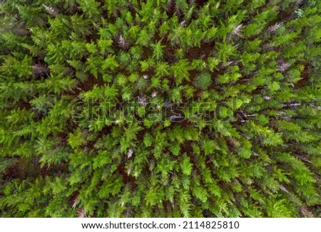 Aerial view of a Nordic forest with beautiful tress and green colours. 