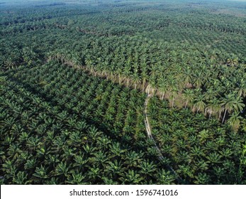 Aerial View Of Oil Palm Plantation Monoculture