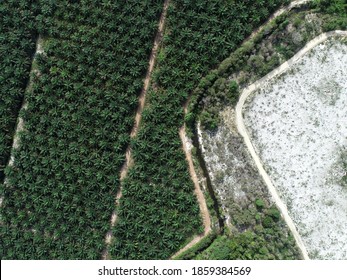 Malaysia Coconut Farm Images, Stock Photos u0026 Vectors  Shutterstock