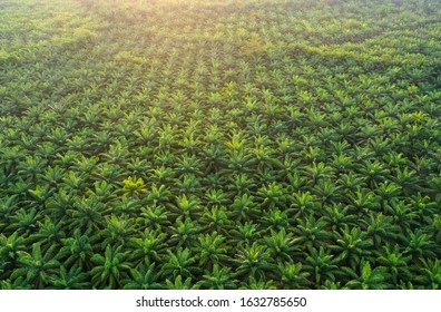 Aerial View Of Oil Palm Tree Plantation Field