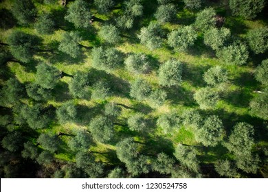 Aerial View Of An Olive Grove Area Versilia Italy Tuscany