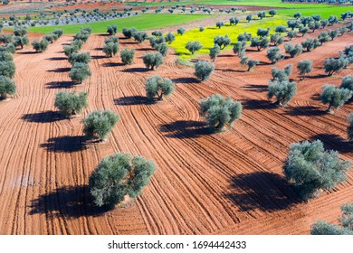 Aerial view of olive groves and cereal fields, Toledo province, Castilla La Mancha Autonomous Community, Spain, Europe - Shutterstock ID 1694442433