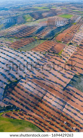 Aerial view of olive groves and cereal fields, Toledo province, Castilla La Mancha Autonomous Community, Spain, Europe