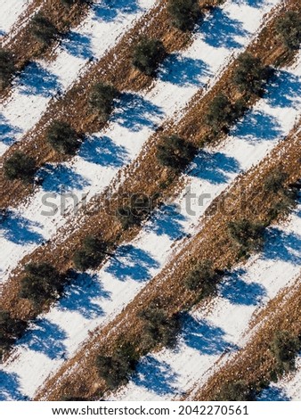 Aerial view of an olive plantation on a winter day in the Sierra Nevada in Granada, Spain.