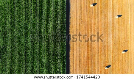 
Aerial view on green corn and yellow field with hay bales
