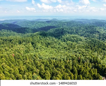 Aerial View On Green Forest In Bosnian Mountains Kozara, Mrakovica