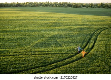 Aerial view on green wheat field with couple walking on pathway on sunset. People enjoy nature on farmland. Wide landscape with copy space