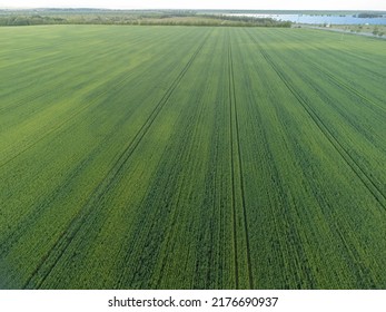 Aerial View On Green Wheat Field In Countryside. Field Of Wheat Blowing In The Wind On Sunset. Young And Green Spikelets. Ears Of Barley Crop In Nature. Agronomy, Industry And Food Production.