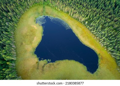 Aerial View On Natural Swamp From Above, Wild Nature Background - Karelia Region, Russia
