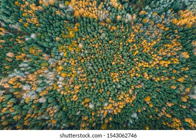 Aerial view on pine forest in autumn colors. Aerial landscape of breathtaking yellow birch and green pine woods. Earthly texture. Abstract overview. Maze of trees. 

