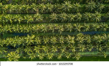 Aerial view on plantation of coconut trees, Thailand